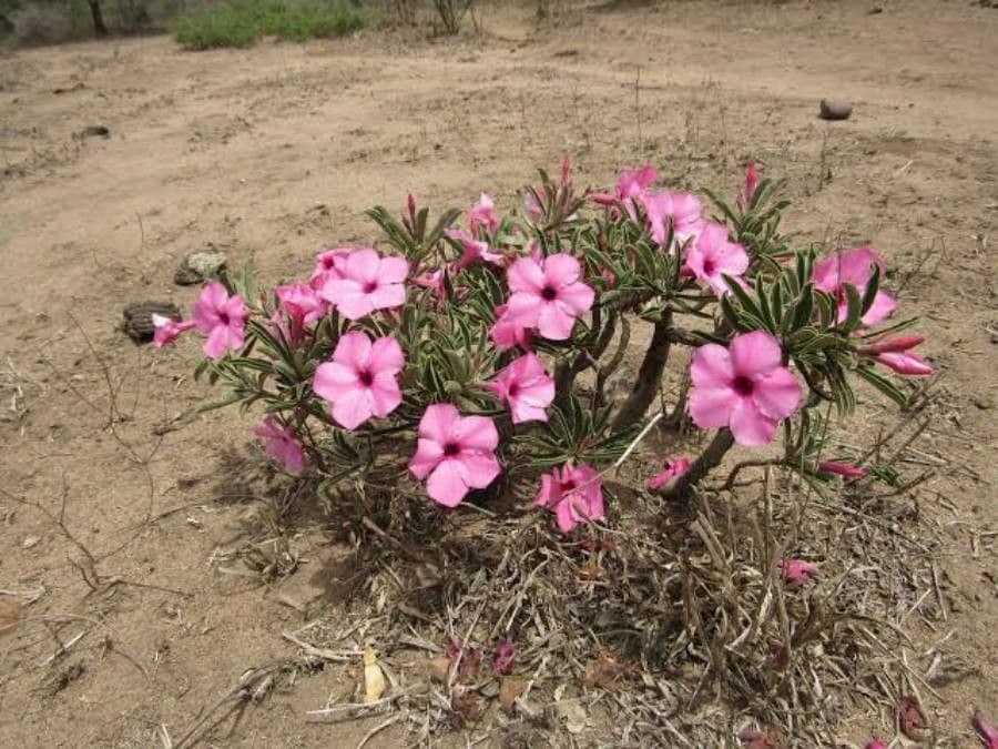 Adenium 2