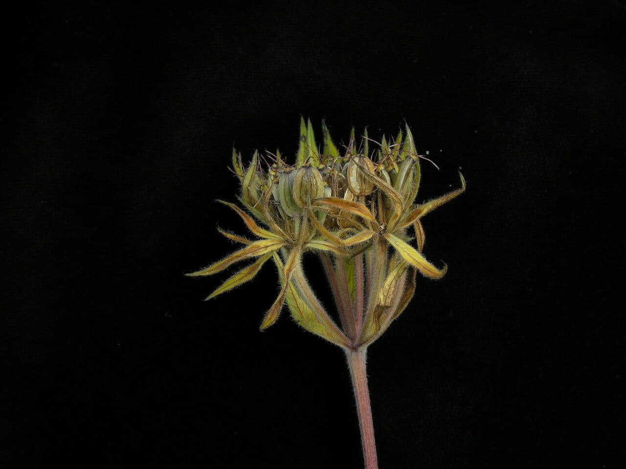 Tordyliopsis