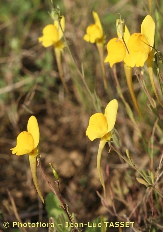 Linaria