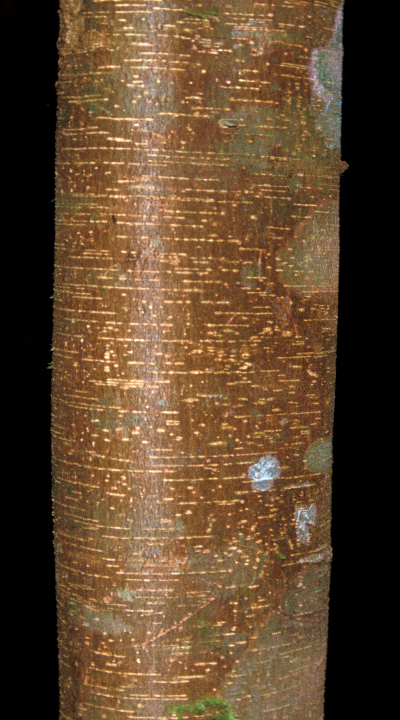 Inga 10