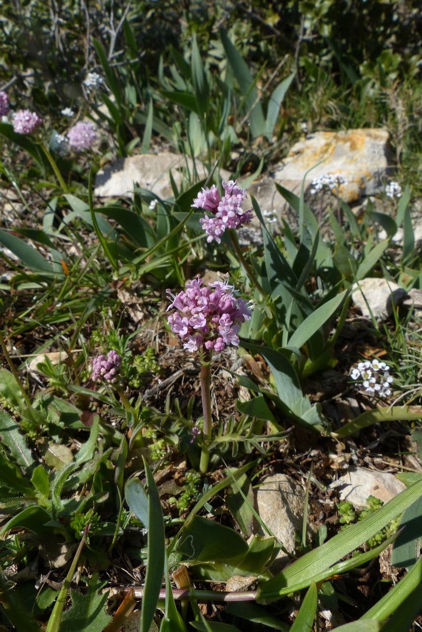 Valeriana tuberosa 16