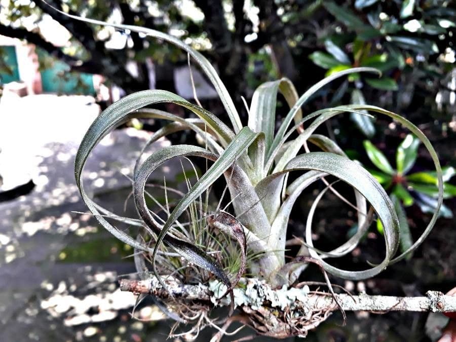 Tillandsia 5