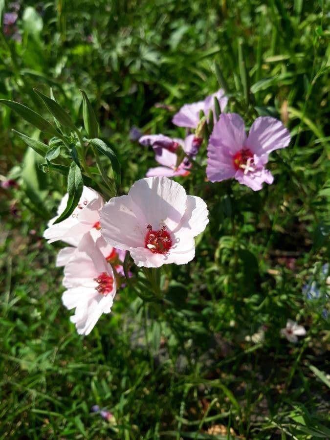 Clarkia amoena 20