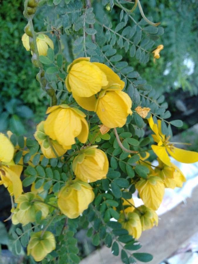 Senna blada