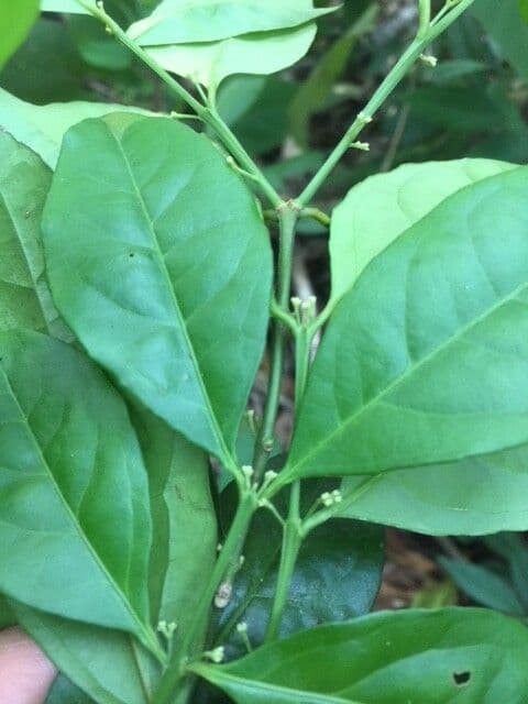 Crossopetalum 3