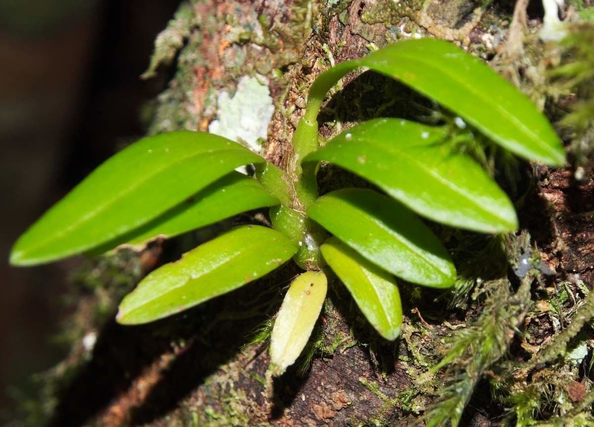 Bulbophyllum 13