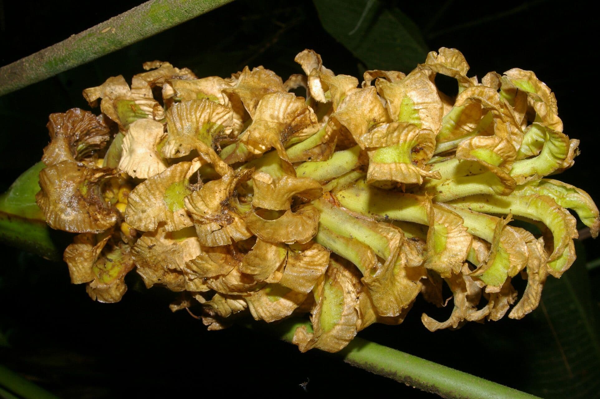 Calathea
