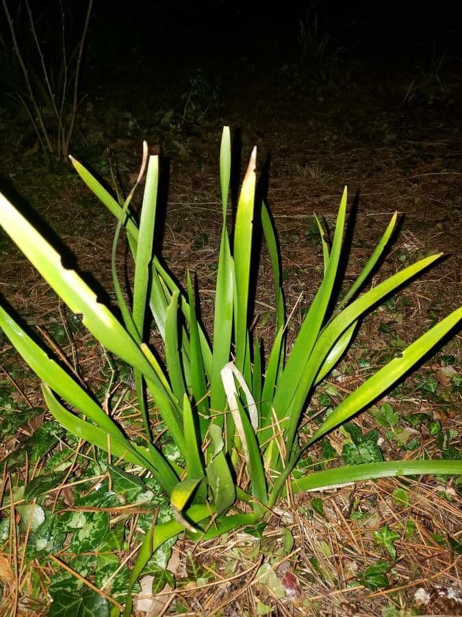 Iris fétide 18