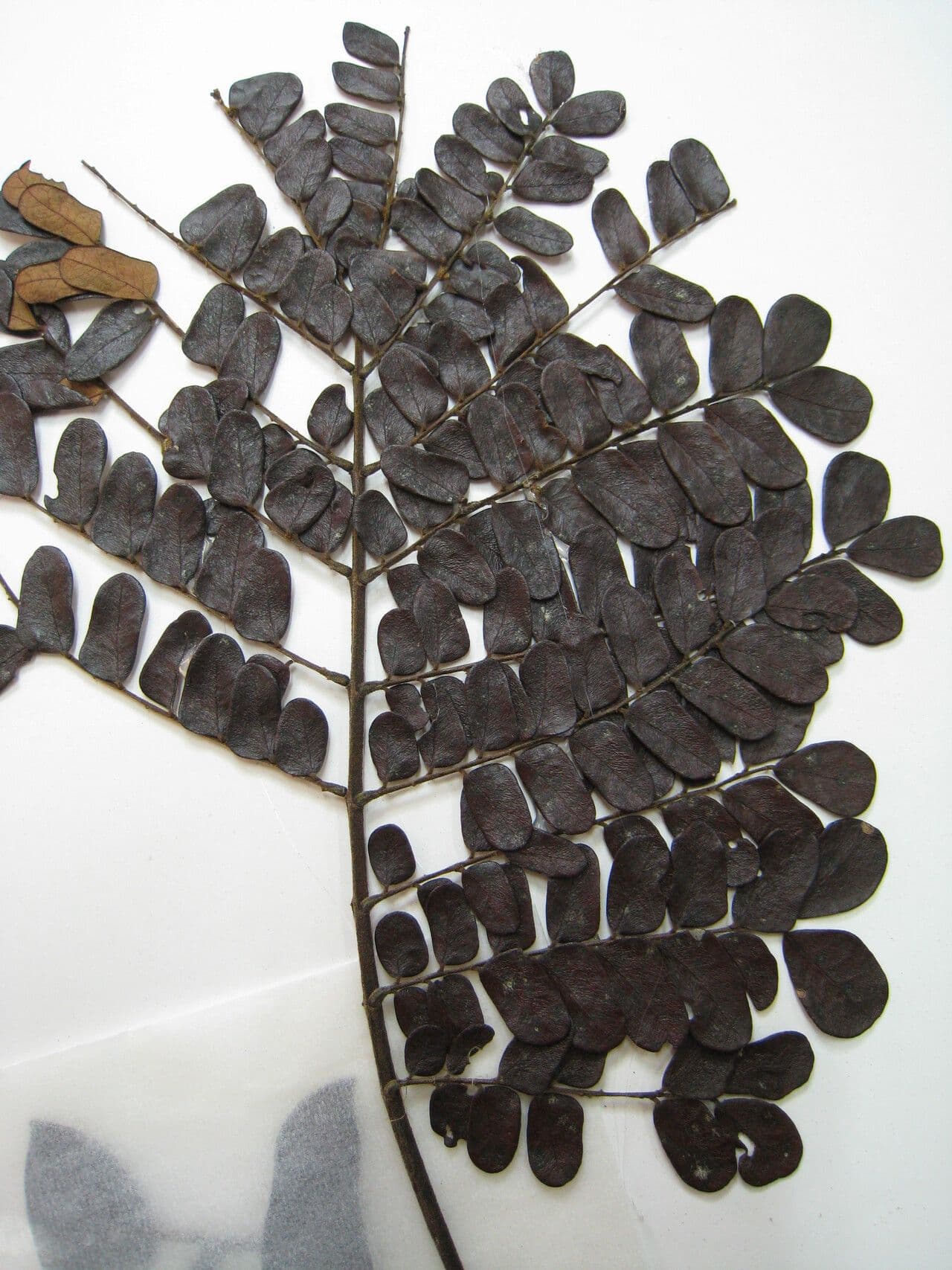 Stryphnodendron 3