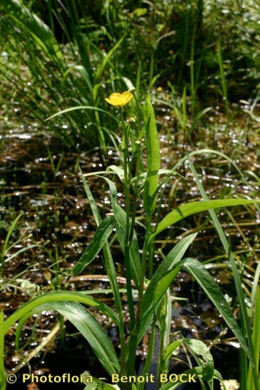 Jaskier wielki 12