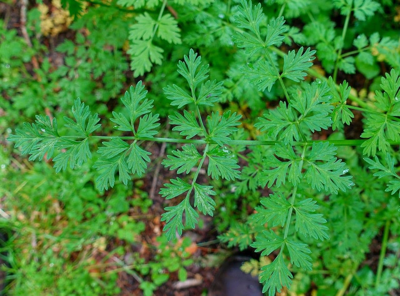 Finocchio acquatico 19