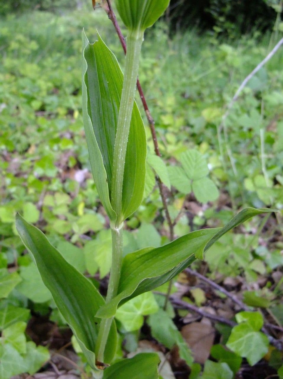 Cefalantera pallida 29