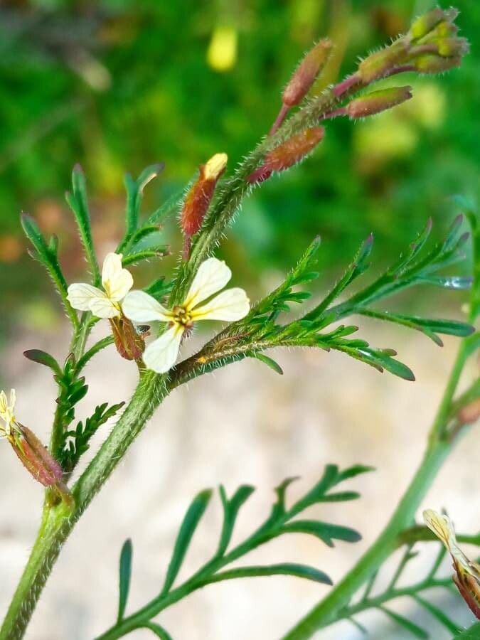 Löffelkohl 10