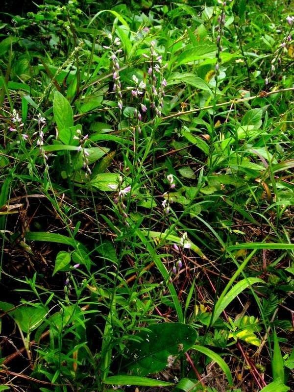 Poligala paniculata 8