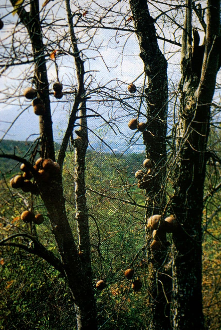 Kanonenbaum 14