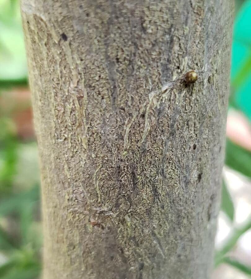 Podocarpus 5