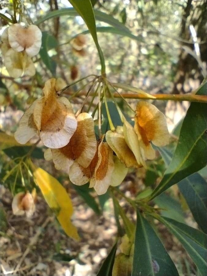 Dodonaea triquetra
