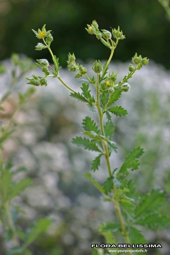 Mochna chlpatá 25