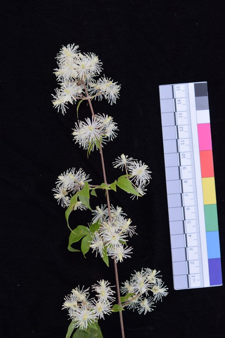 Clematis 2