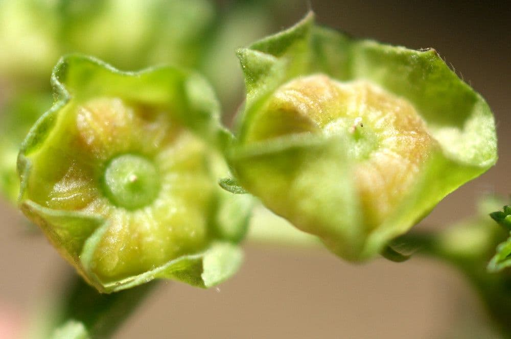 Malva verticillata 5