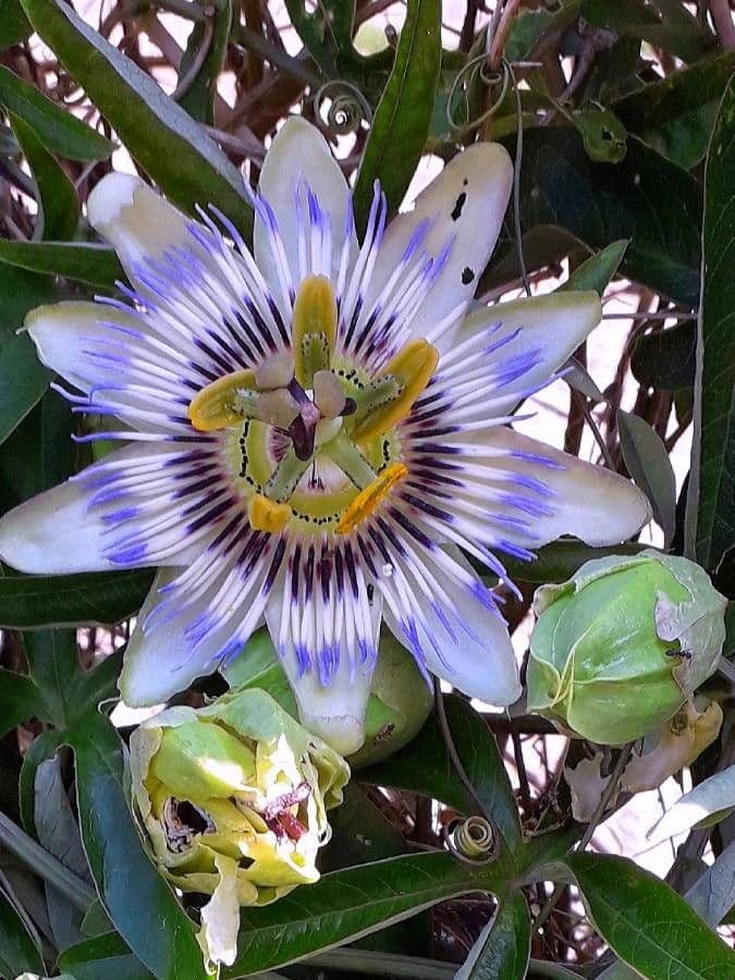 Passiflora azzurra 9