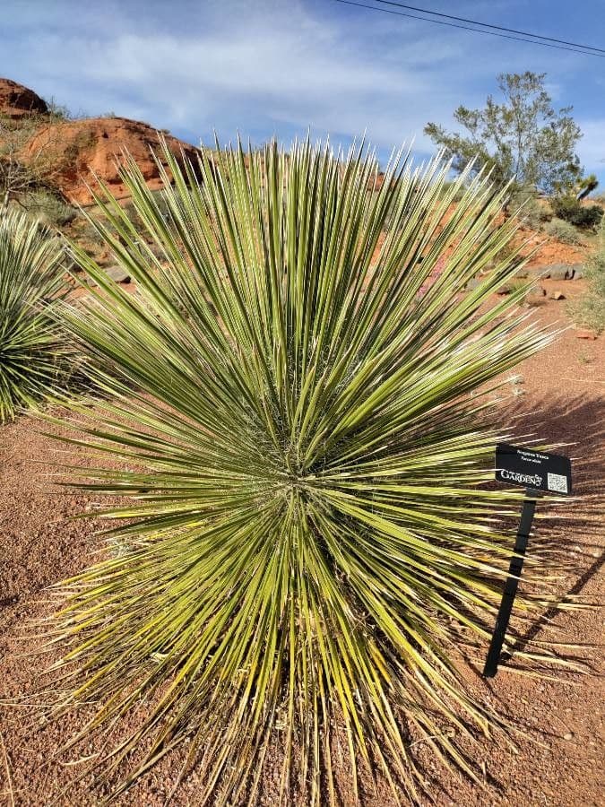 Yucca alta 15