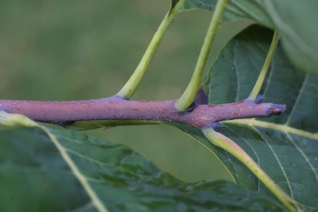 Albero dei piumini 21