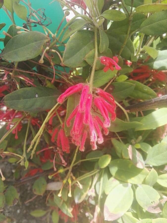 Grevillea reale 5