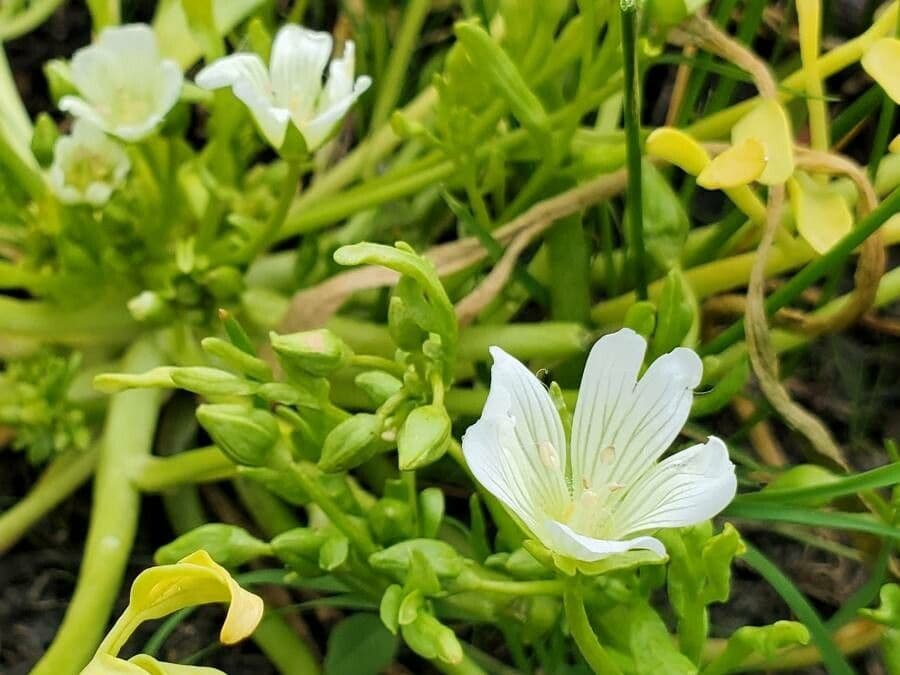 Limnanthes 6