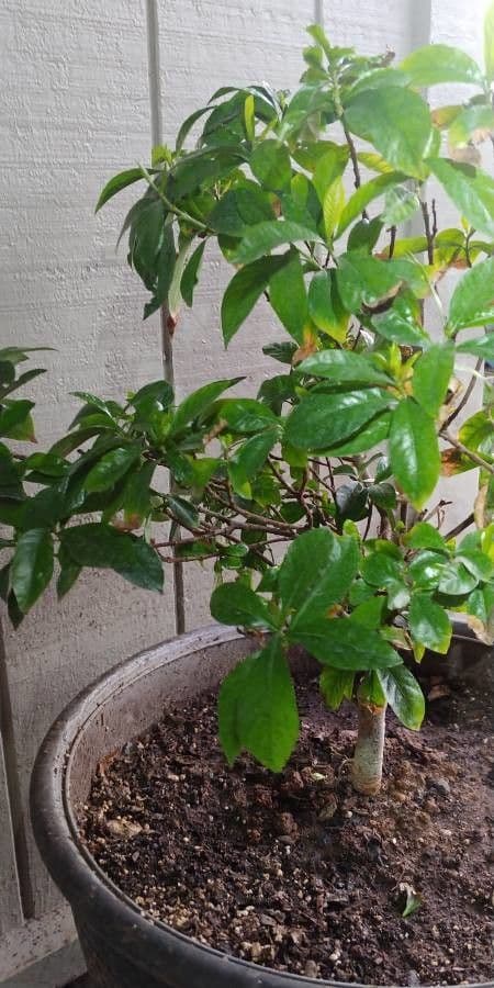 Gardenia tahitańska 12