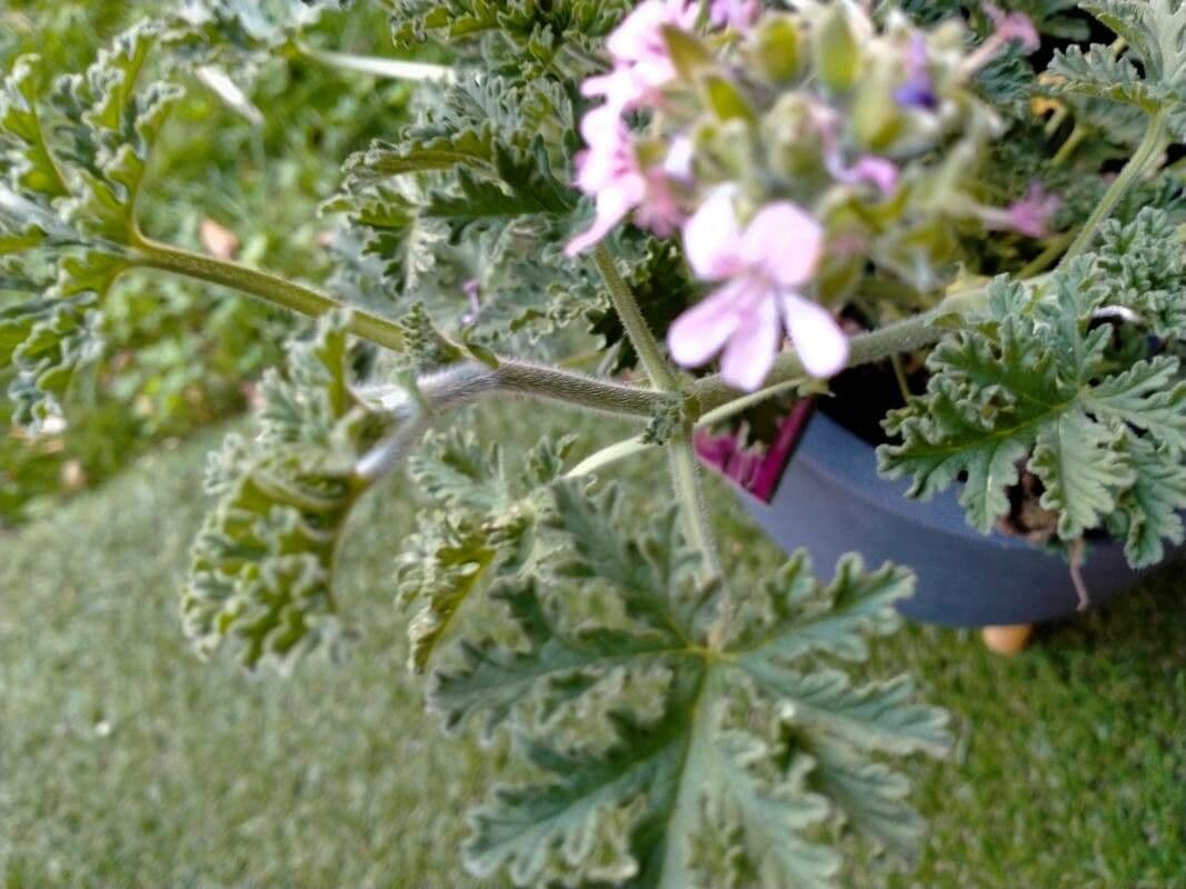 Geranium 4