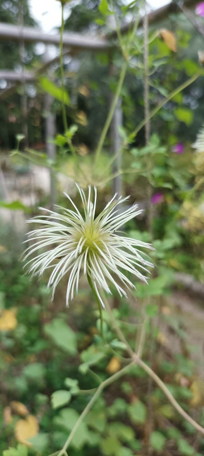 Clematis 2