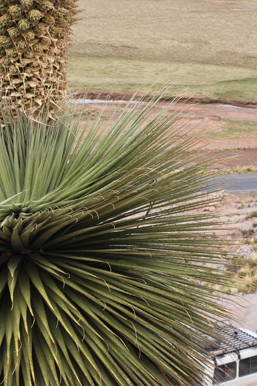 Puya raimondii 9