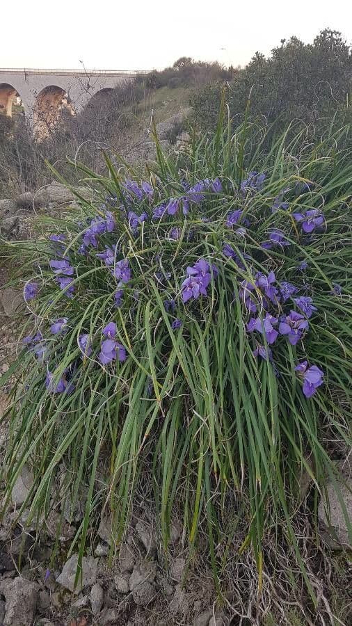 Iris 19
