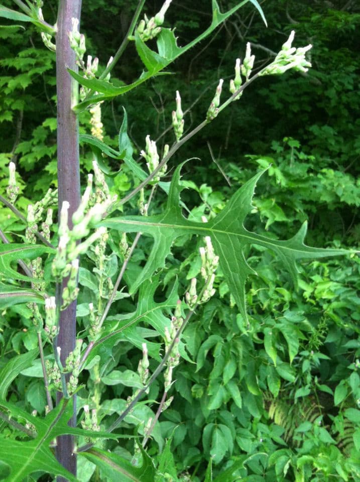 Lactuca 15