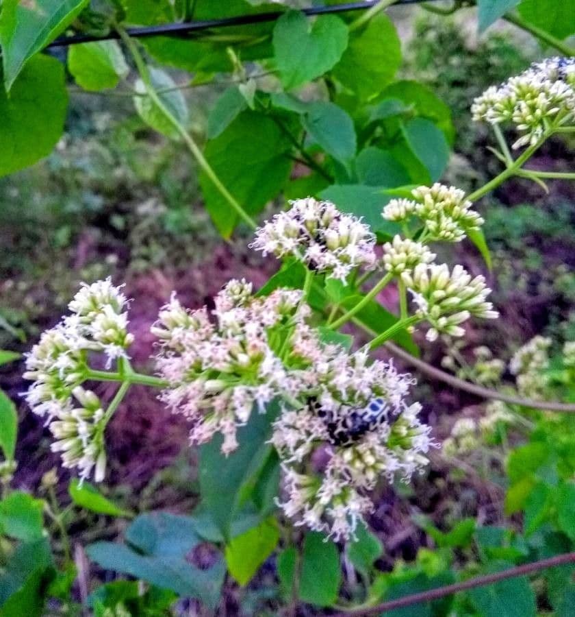 Mikania scandens 4