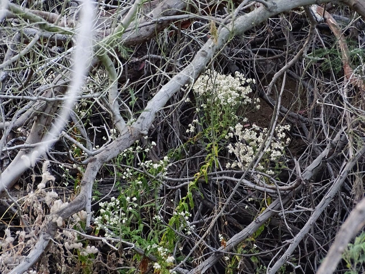 Gnaphalium californiano 16