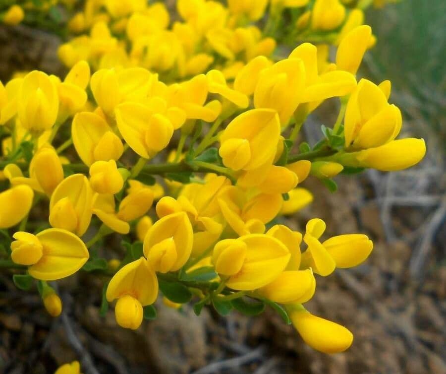 Cytisus