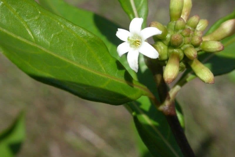 Morinda royoc 8