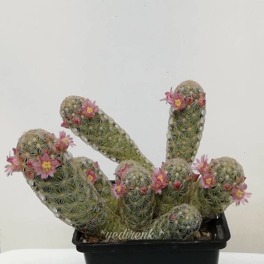 Cactus stella dorata 5