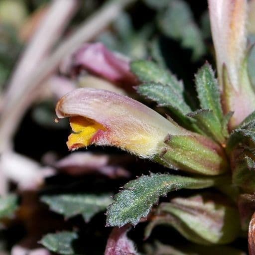 Pedicularis semibarbata 5