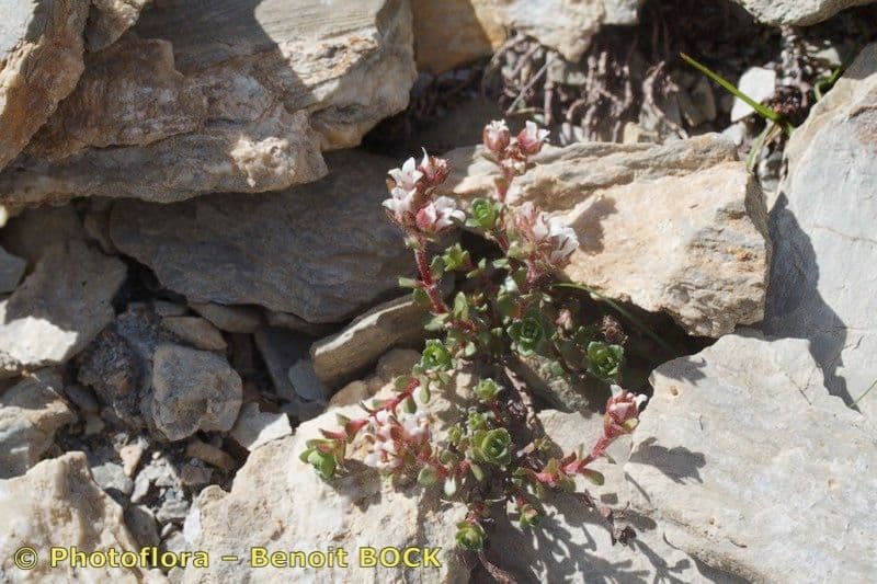 Sassifraga biflora 17
