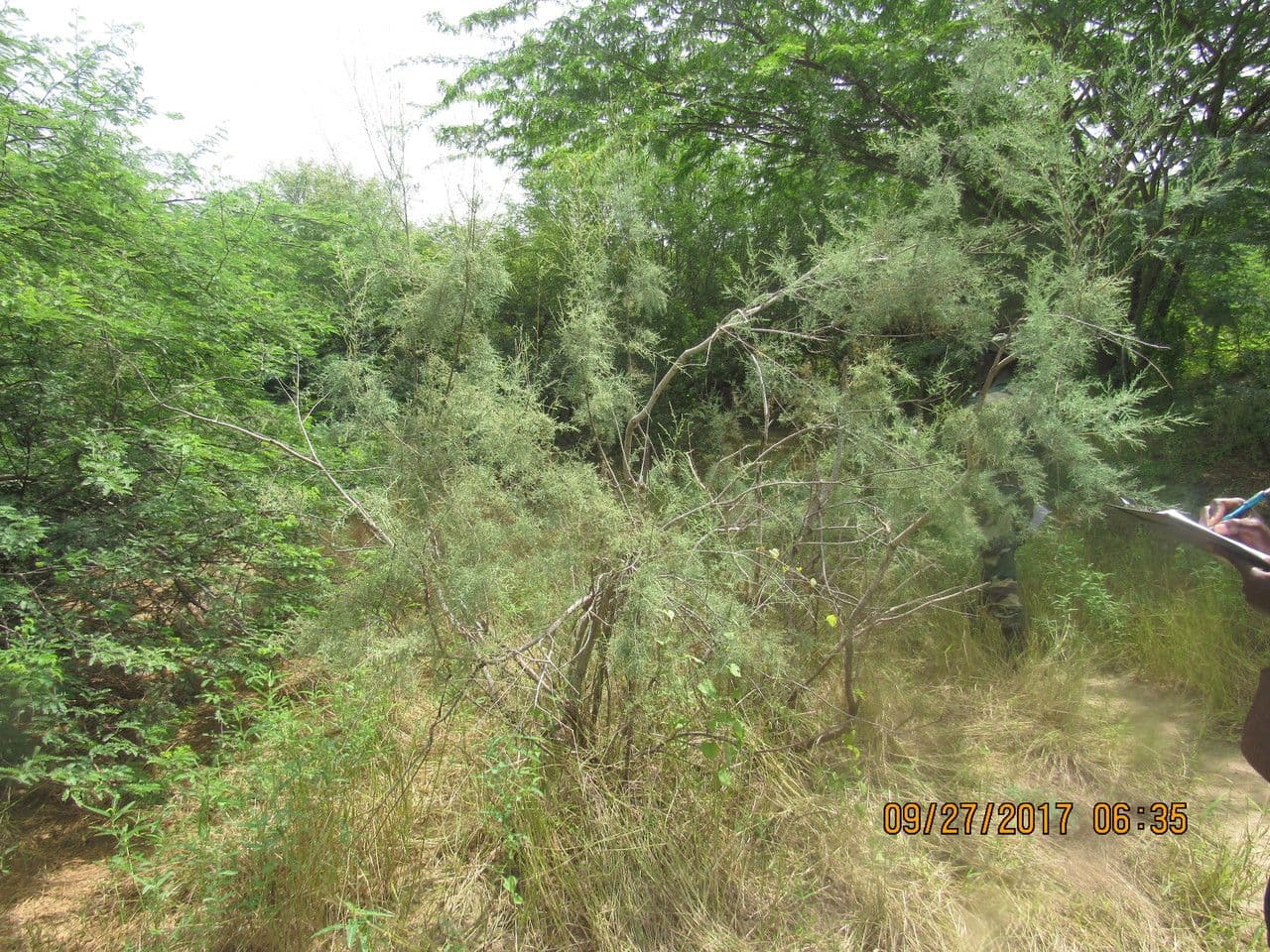 Tamariz 6