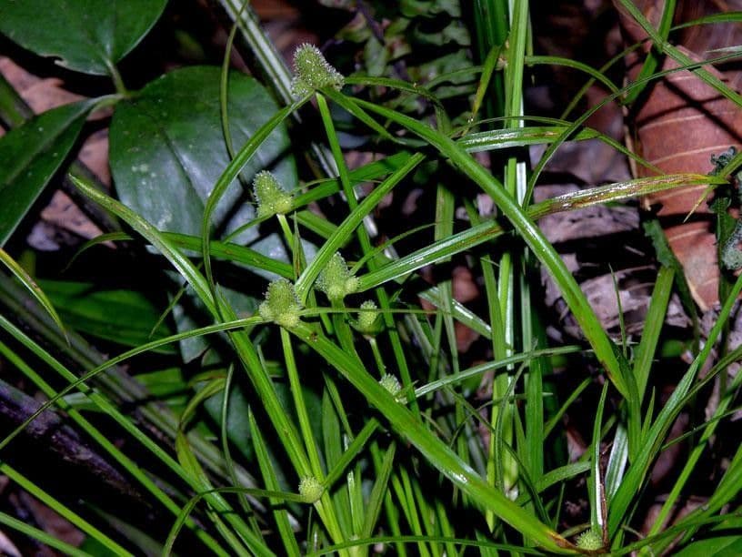 Low spikesedge 3