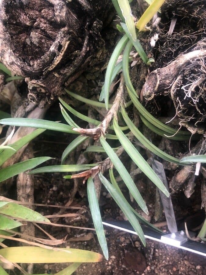 Ceratostylis reticolata 6