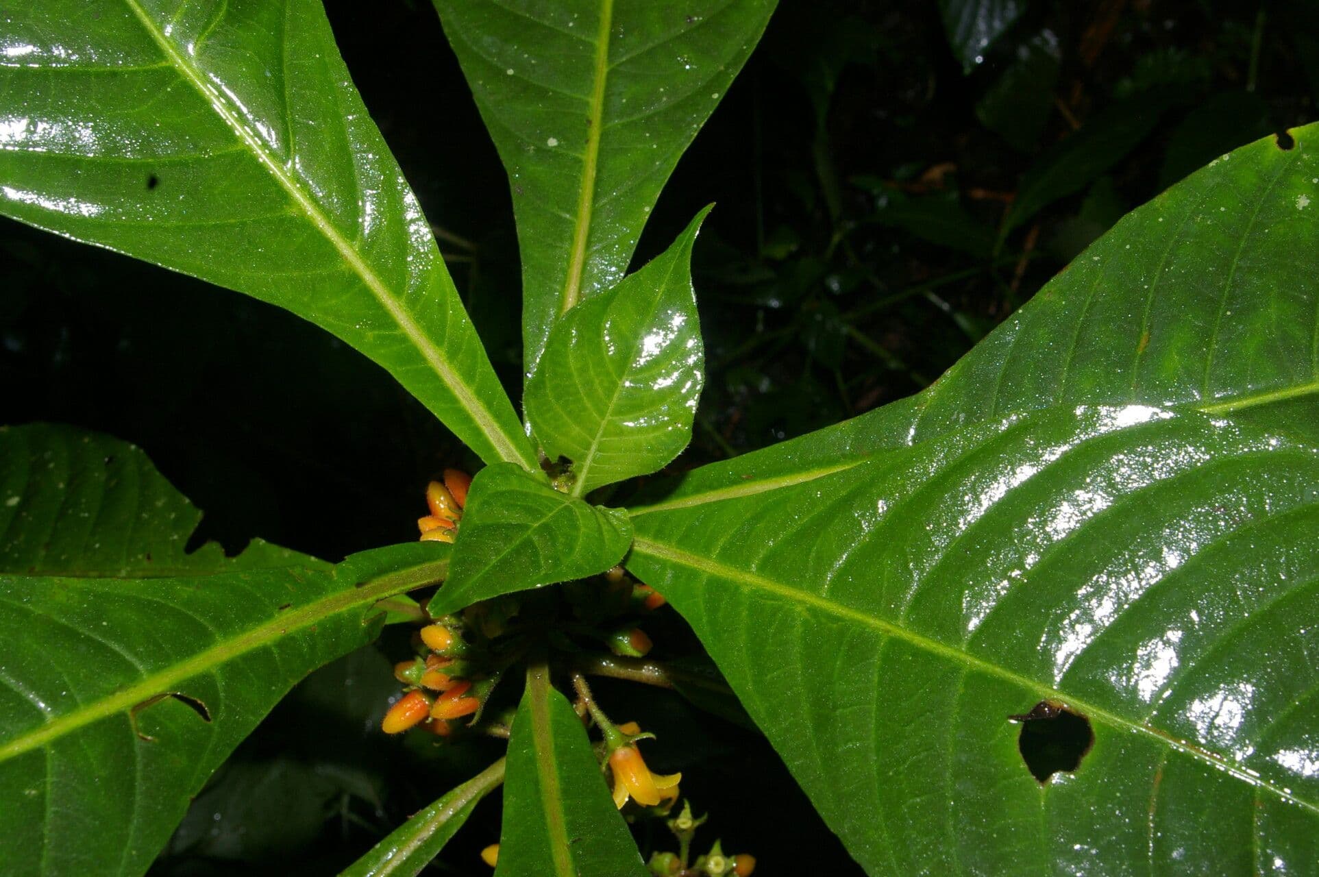 Hoffmannia 4