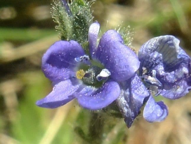 Veronica bellidioides 7