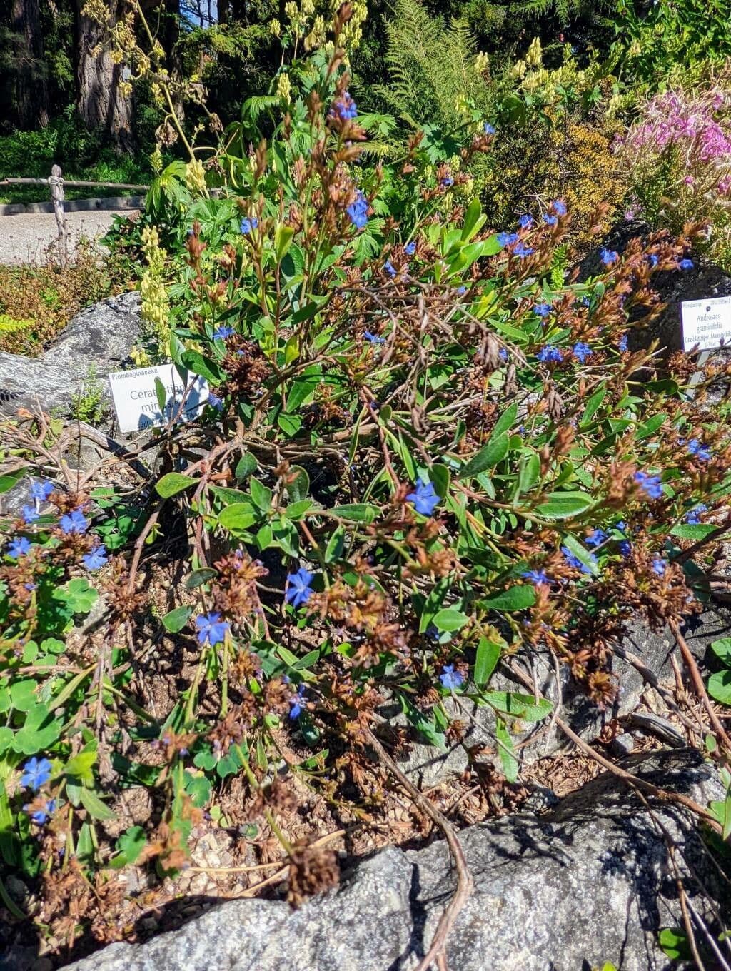 Ceratostigma nano 4