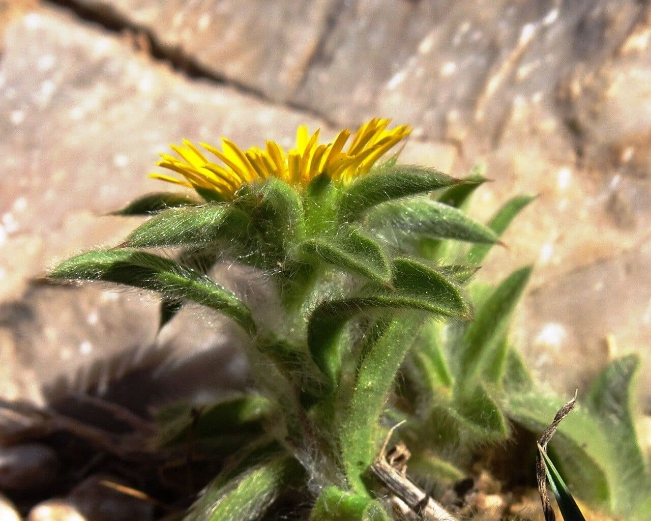 Asteroide spinoso 28