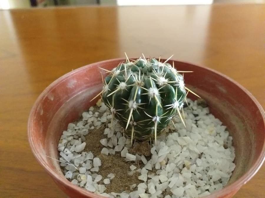 Cactus uncinato a fiore piccolo 7